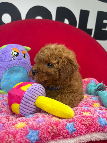 Dark Red Male Miniture Poodle (Deposit Only, Please Read The Description Below‼️)