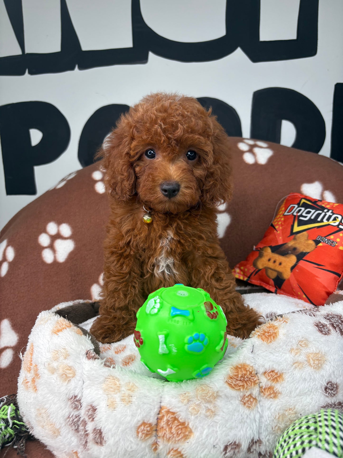 Dark Red Male Miniture Poodle (Deposit Only, Please Read The Description Below‼️)