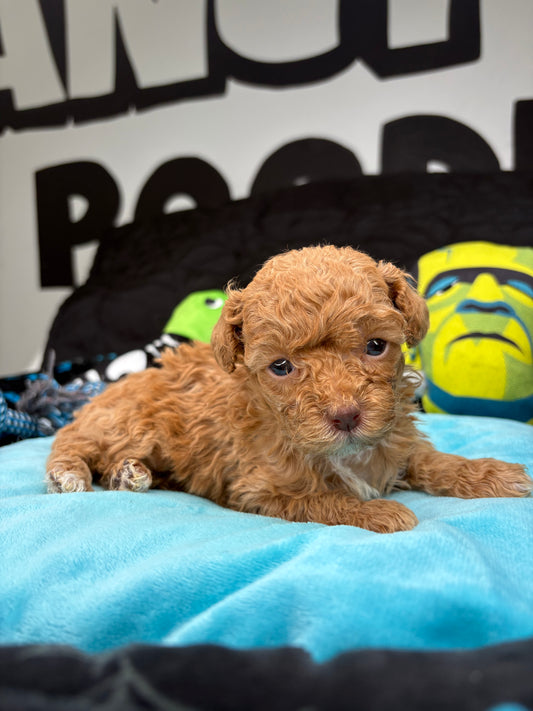 Angel The Female Teacup Poodle (Deposit Only‼️ Please Red The DESCRIPTION Below‼️)