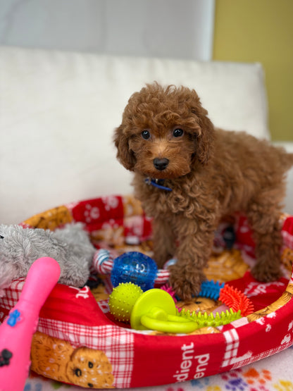 Male Apricot Toy Poodle (Deposit Only ‼️ Please Read DESCRIPTION Below‼️)