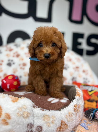 Apricot Male Toy Poodle ( Deposit Only, Please Read The DESCRIPTION Below‼️)