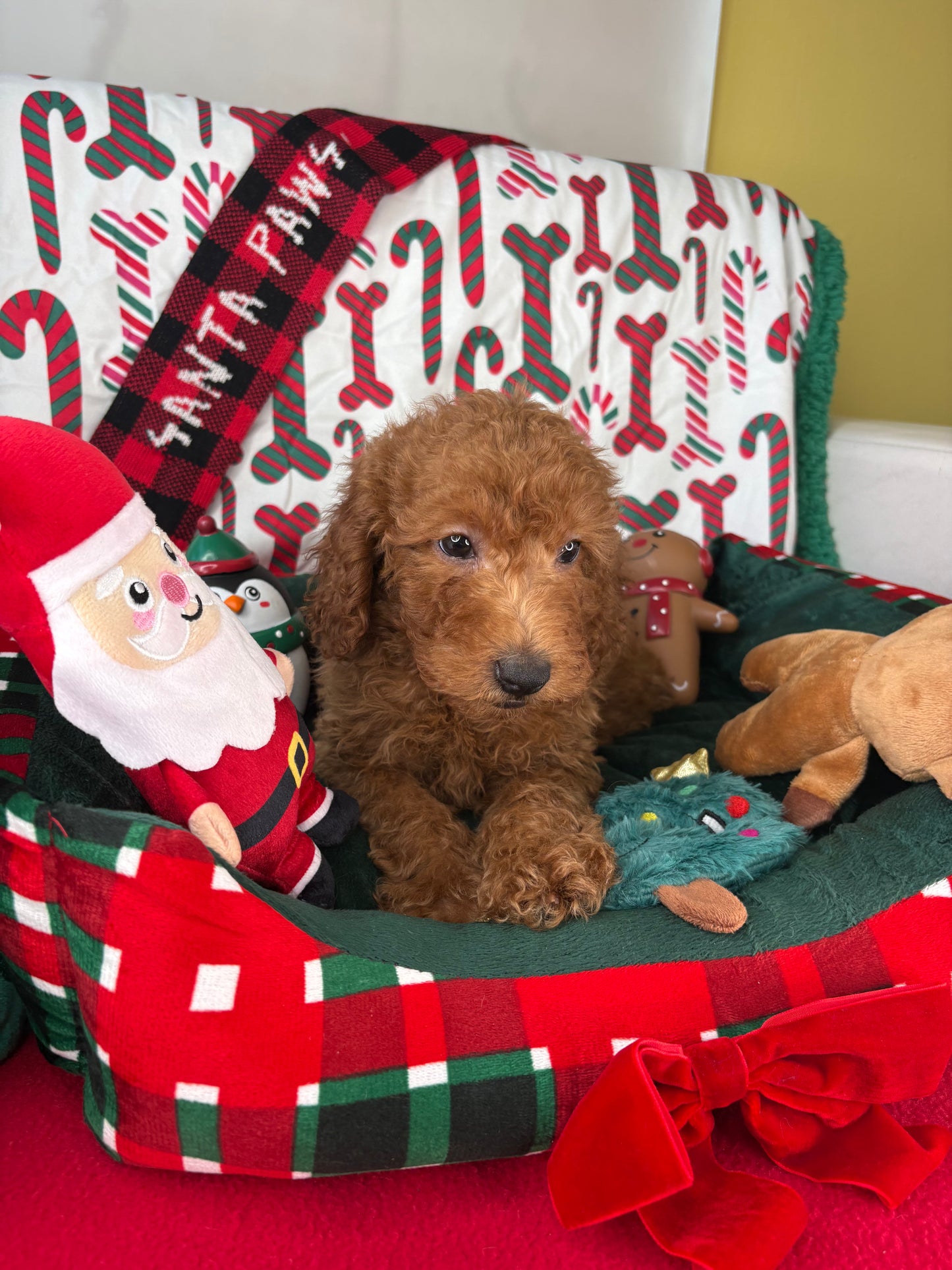 Red Male Miniature Poodle (Deposit Only ‼️ Please Read The DESCRIPTION Below‼️)