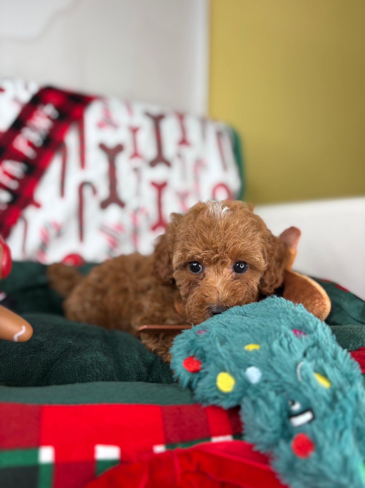Red Female Toy Poodle (Deposit Only‼️ Please Read The Description Below‼️)