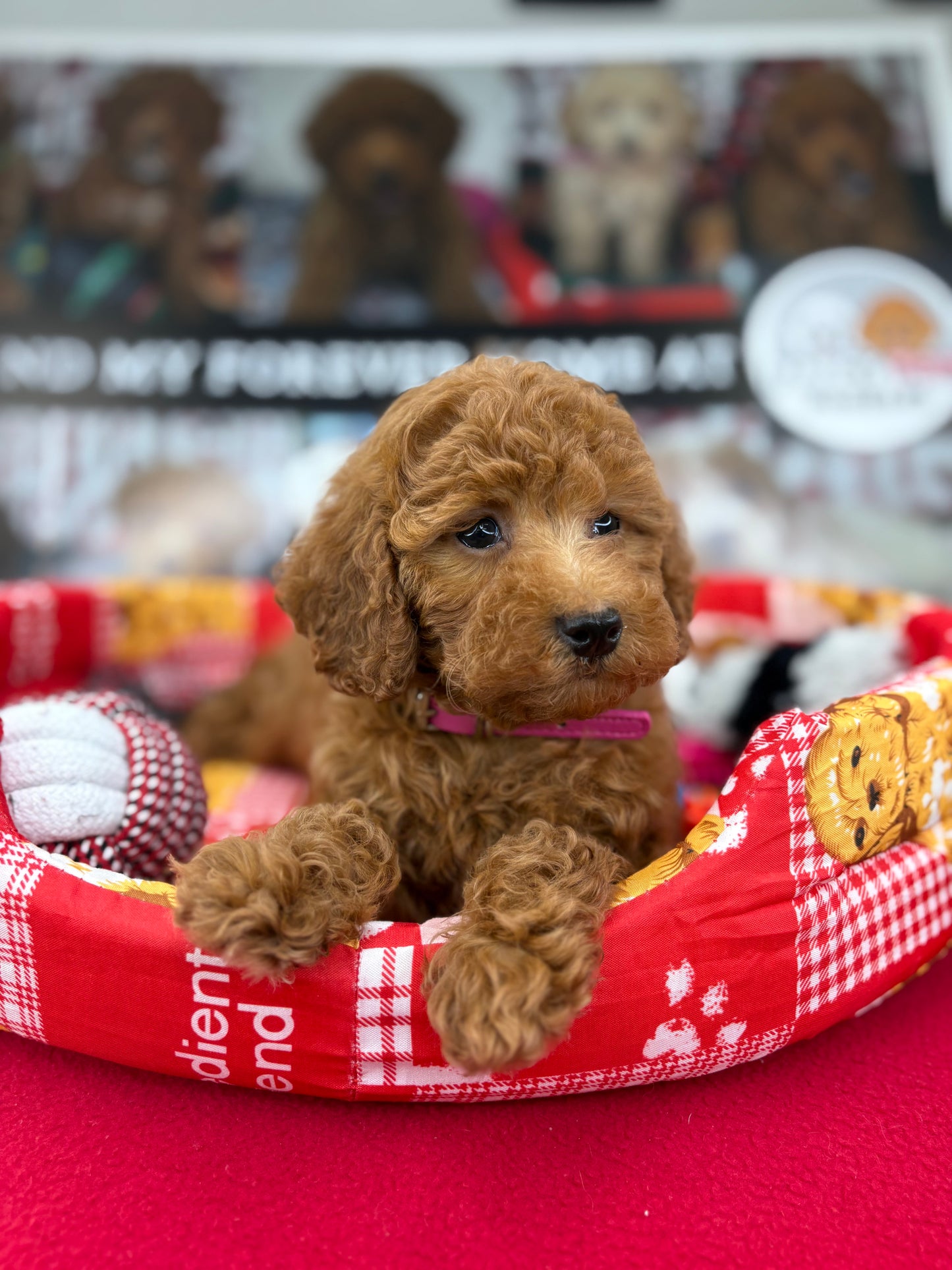 Red Male Toy Poodle (Deposit Only‼️Please Read The Description Below‼️)