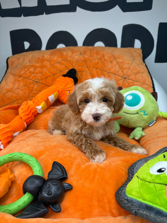 Apricot And White Male Toy Poodle (Deposit Only‼️ Please Read The DESCRIPTION Below‼️)