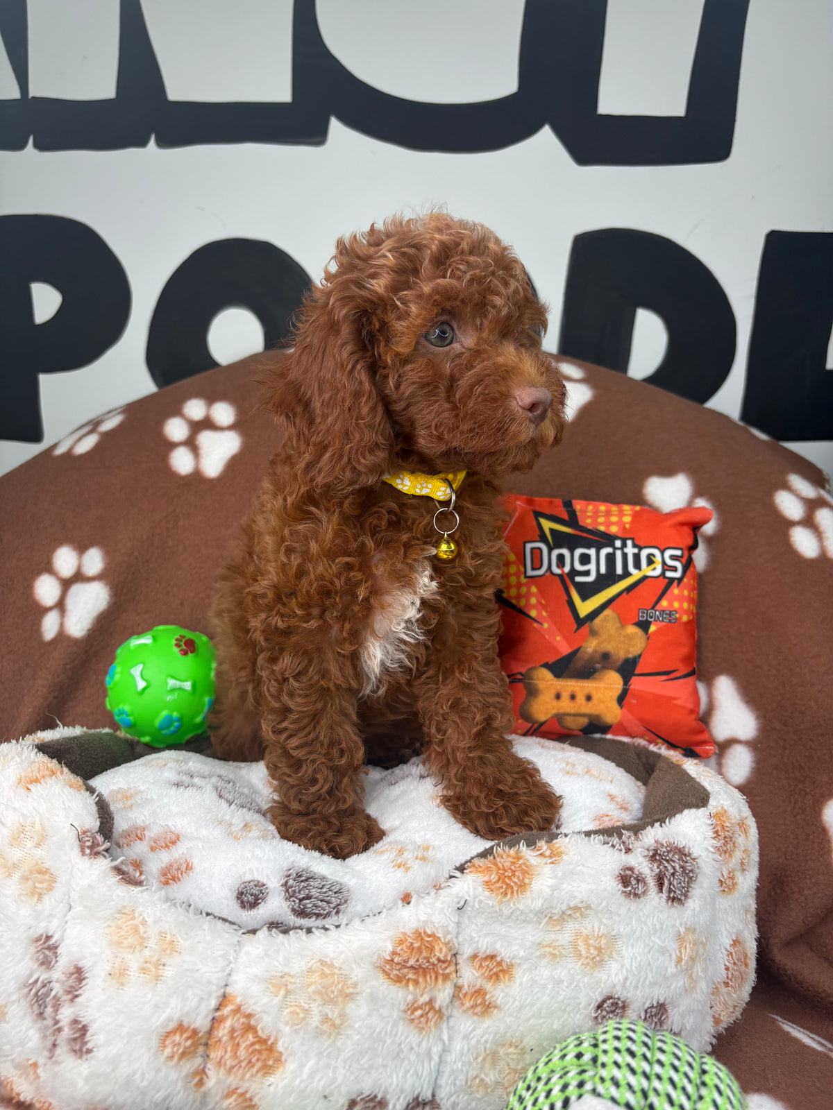 Dark Red Male (Blue Eyes Red Nose)  Miniature Poodle ( Deposit Only, Please Read The DESCRIPTION Below‼️)