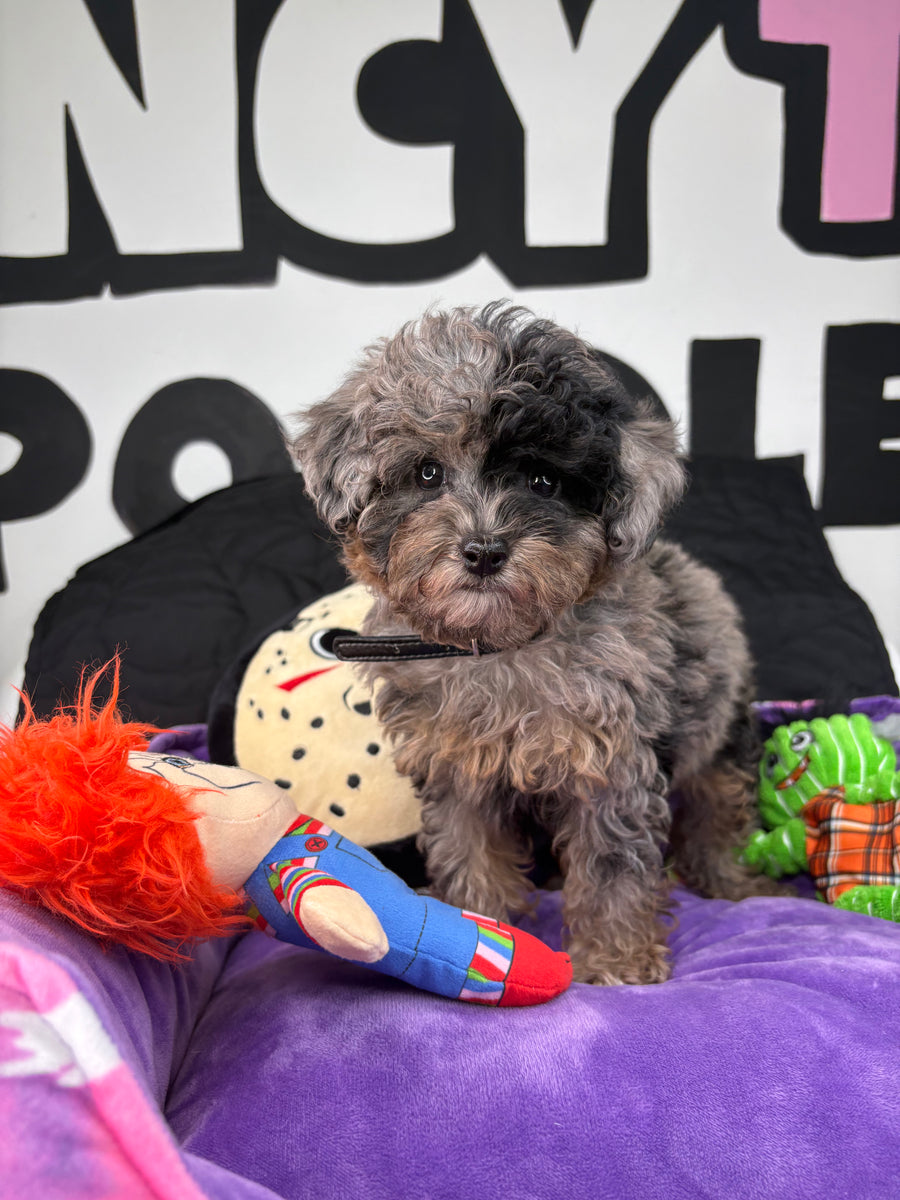 Merle Female Phantom Teacup Poodle (Deposit Only‼️Please Read The Description Below‼️)