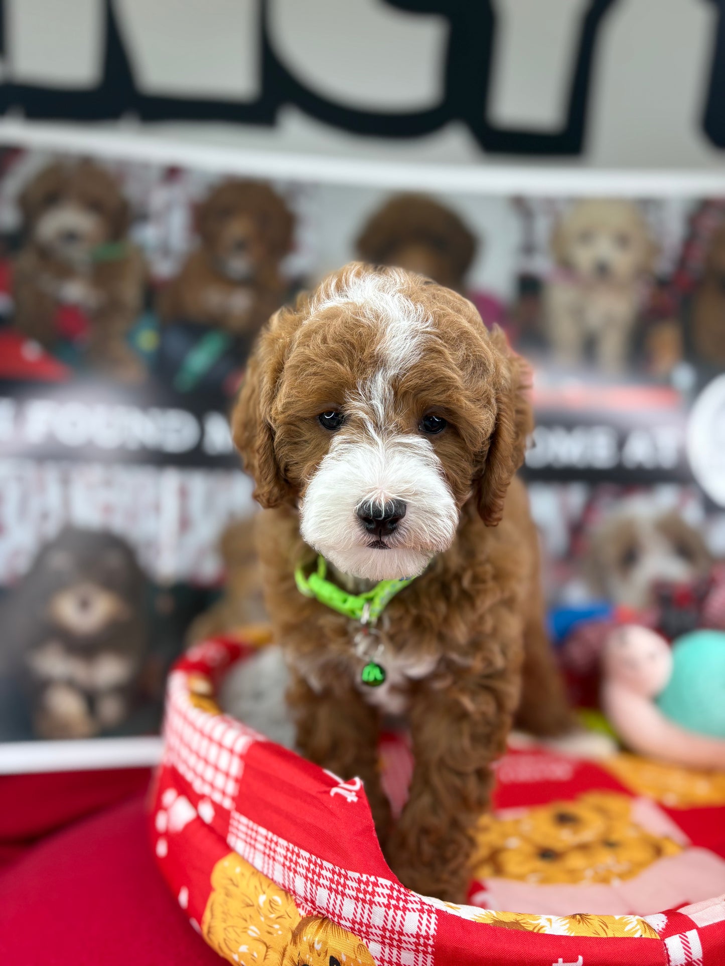 Frosty The Red And White Male Toy Poodle 🐩 (Deposit Only‼️Please Read The Description Below‼️)