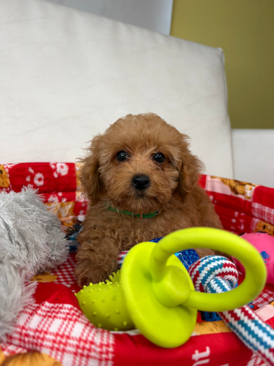 Male Apricot Teacup Poodle (Deposit Only‼️ Please Read The Description Below‼️)