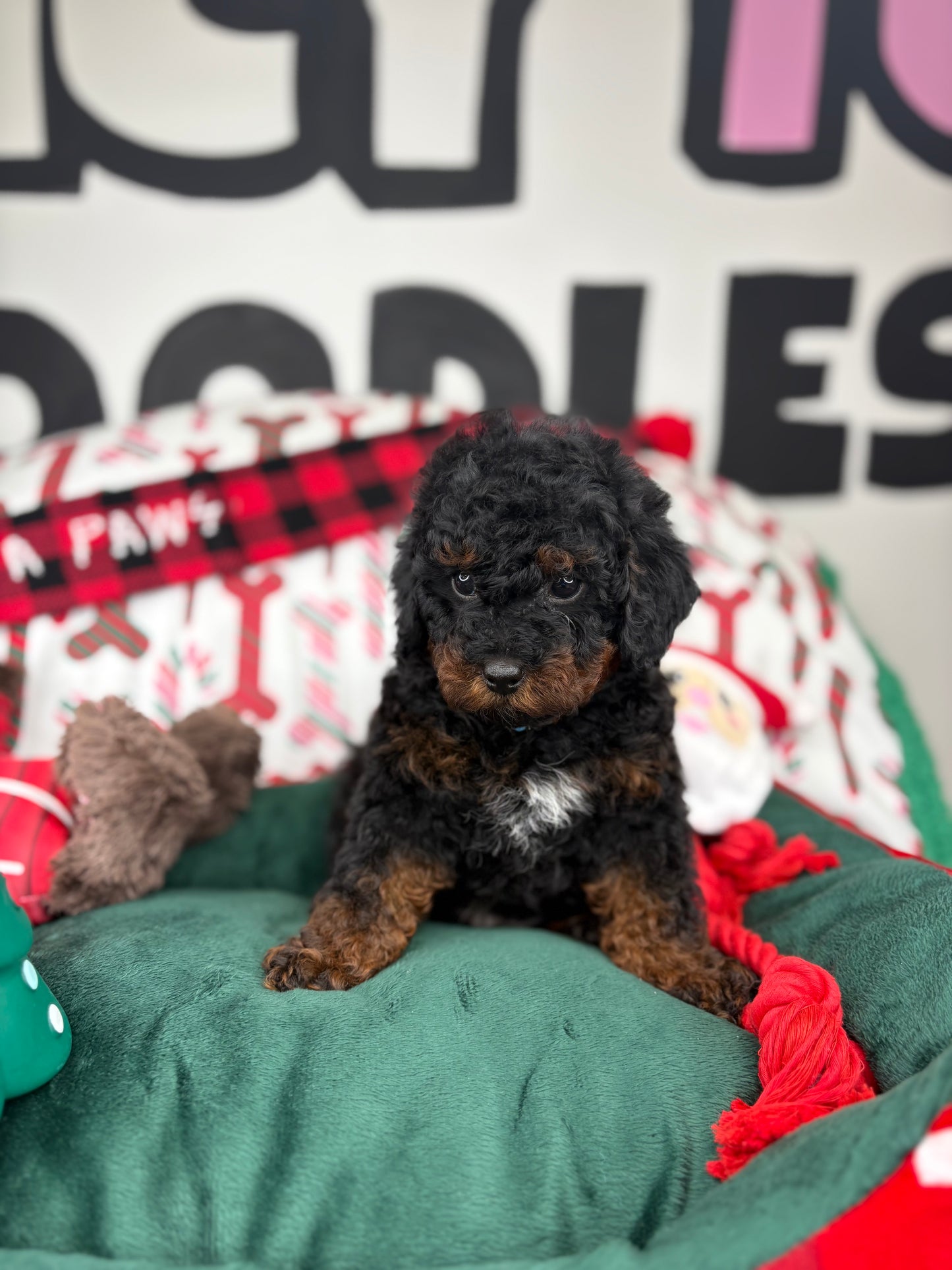 Red Phantom Male Toy Poodle (Deposit Only‼️Please Read The Description Below‼️)