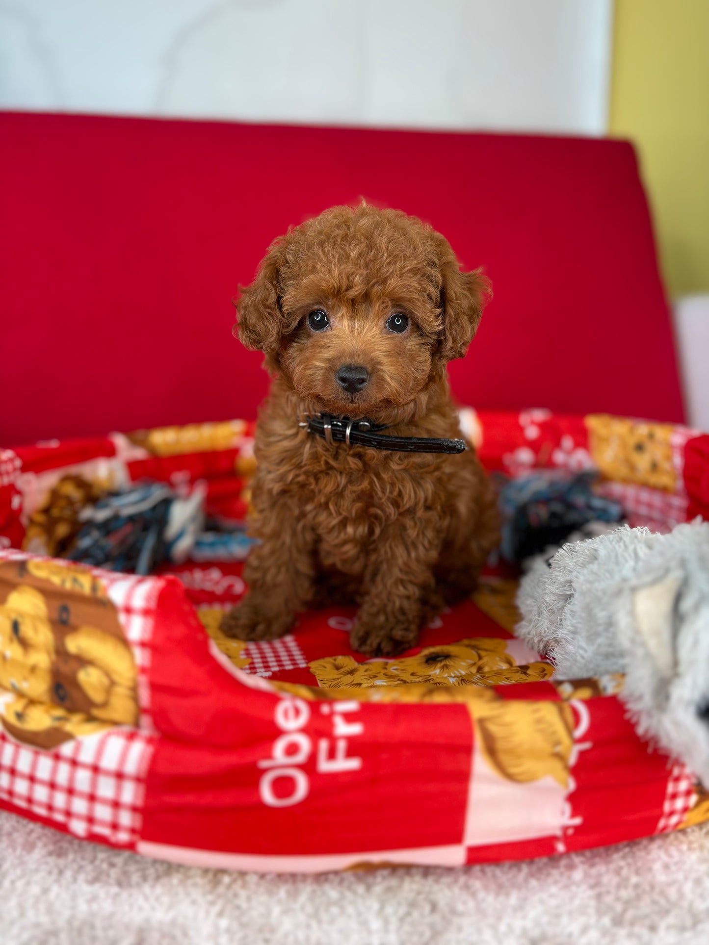 Dark Red Female Teacup Poodle (Deposit Only‼️ Please Red The DESCRIPTION Below‼️)