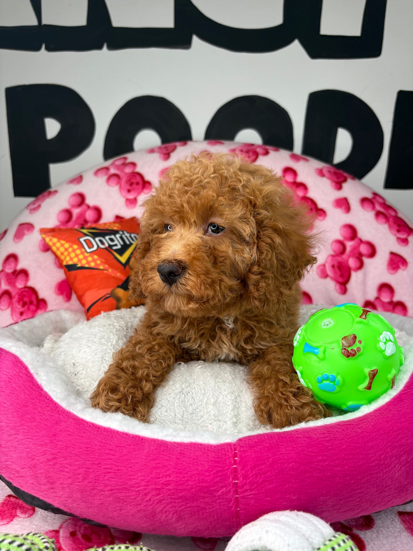 Apricot Male Miniature Poodle (Deposit Only ‼️ Please Read The DESCRIPTION Below‼️)