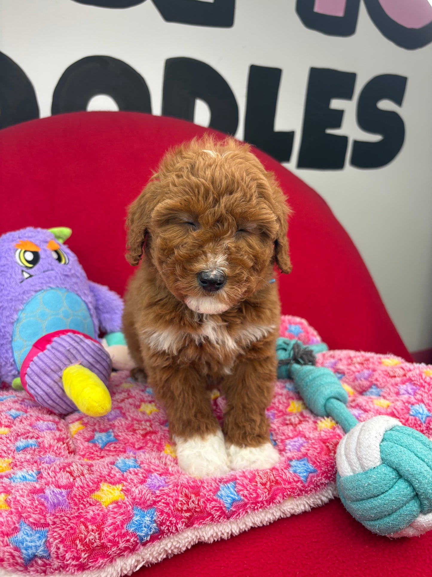 Dark Red And White Female Miniture Poodle (Deposit Only, Please Read The Description Below‼️)