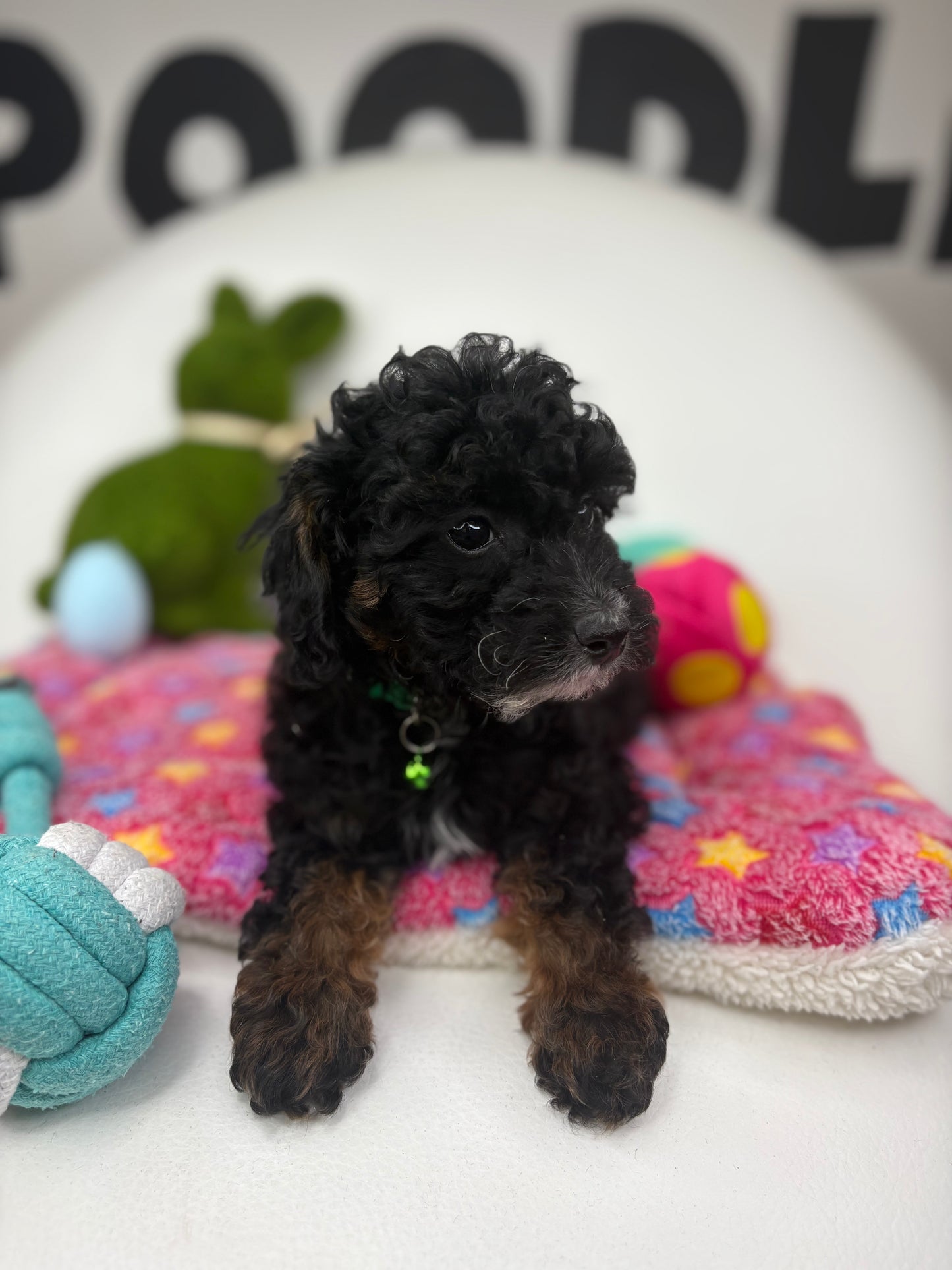 Red Phantom Female Toy Poodle ( Deposit Only, Please Read The DESCRIPTION Below‼️)