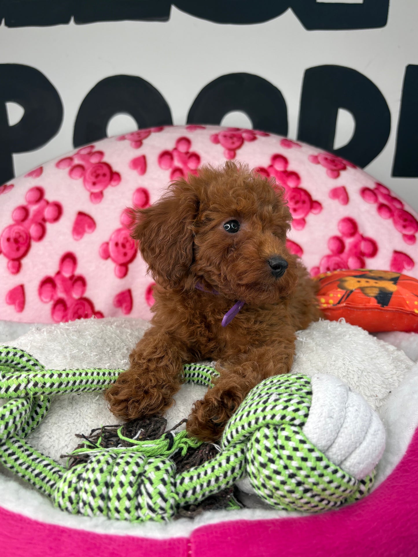 Tiny Dark Red Male Toy Poodle ( Deposit Only, Please Read The DESCRIPTION Below‼️)