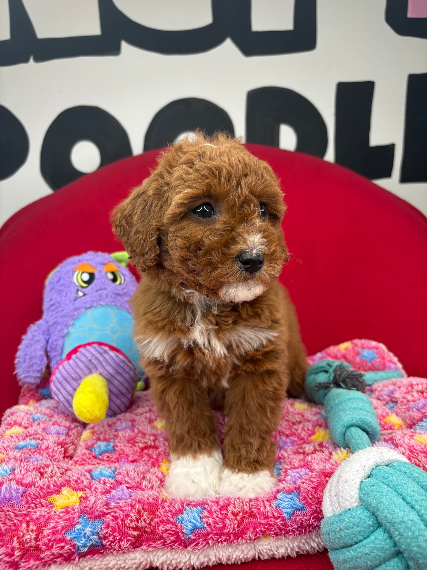 Dark Red And White Female Miniture Poodle (Deposit Only, Please Read The Description Below‼️)