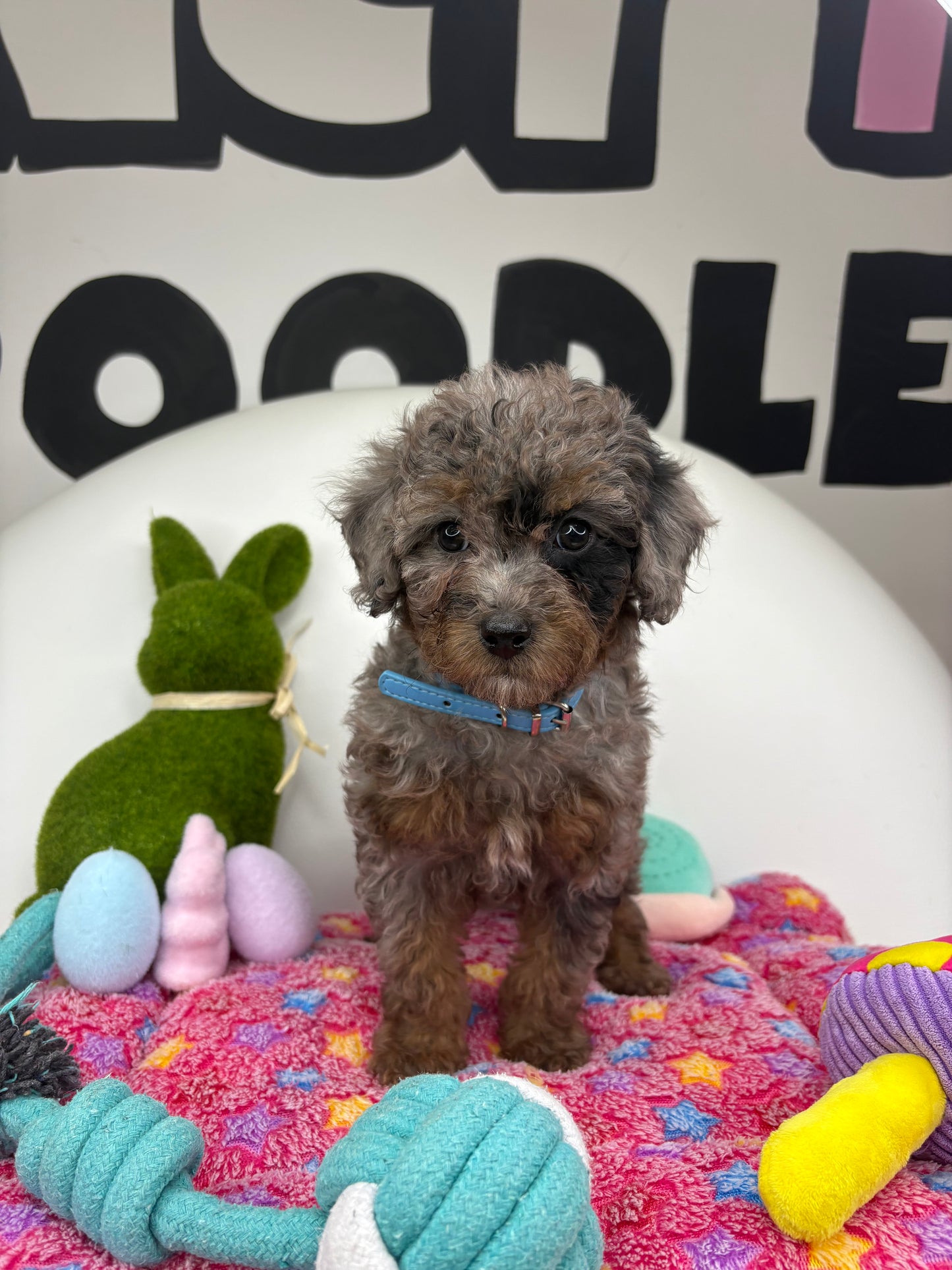Merle Phantom Female Toy Poodle (Deposit Only ‼️ Please Read DESCRIPTION Below‼️)