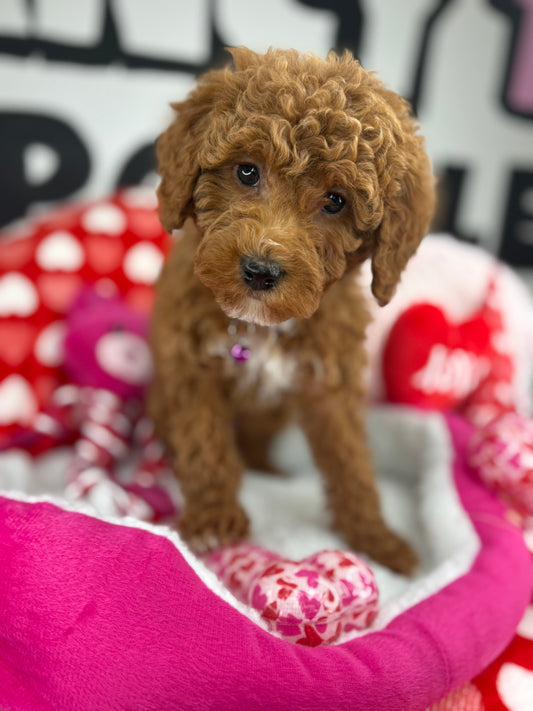The Fanciest Dark Red And White Female Miniature Poodle  (Deposit Only ‼️ Please Read The DESCRIPTION Below‼️)