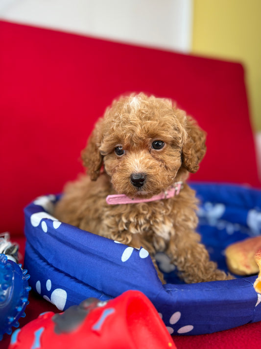 Female Teacup Poodle “Twin 1” ‼️(Deposit Only, Please Read The Description Below‼️)