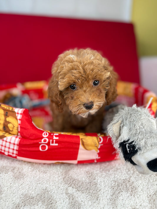 Red And White Female Teacup Poodle (Deposit Only‼️Please Read The Description Below‼️)
