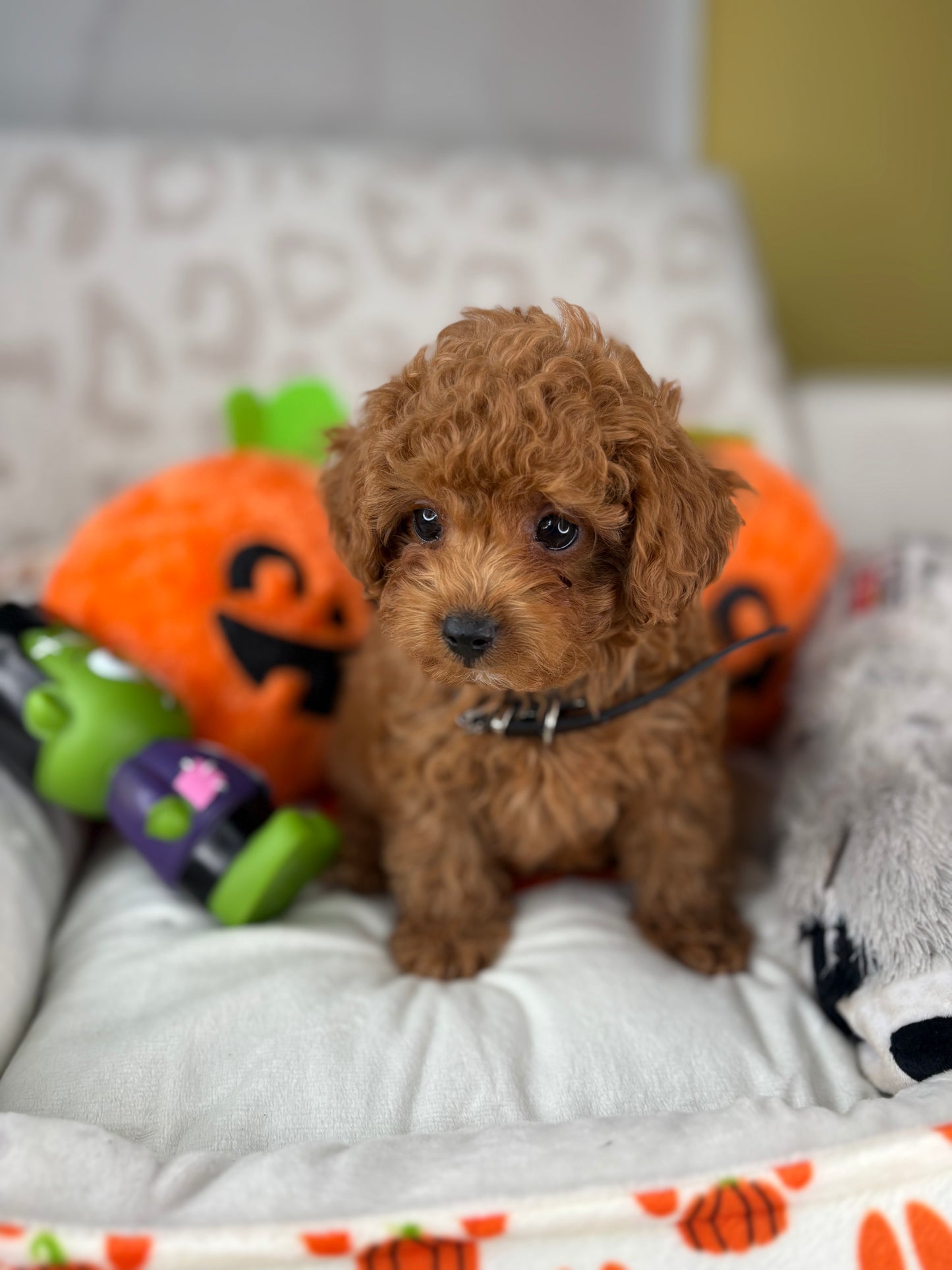 Apricot Male Teacup Poodle (Deposit Only‼️Please Read The Description Below‼️)