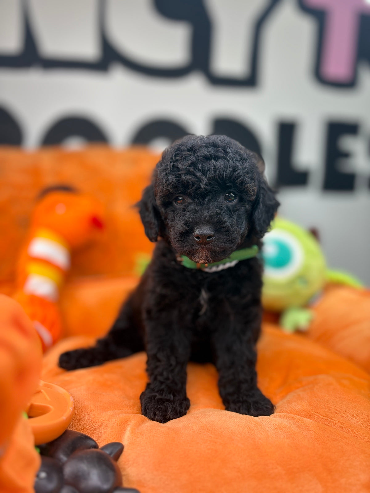 Tiny Black Male Toy Poodle 🐩 (Deposit Only‼️Please Read The Description Below‼️)