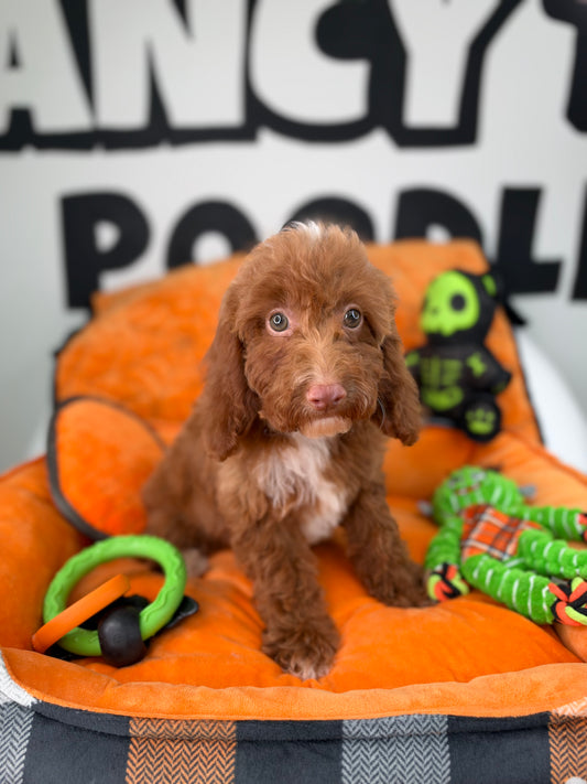 Red And White (Blue Eyes, Pink Nose Male Miniture Poodle (Deposit Only, Please Read The Description Below‼️)