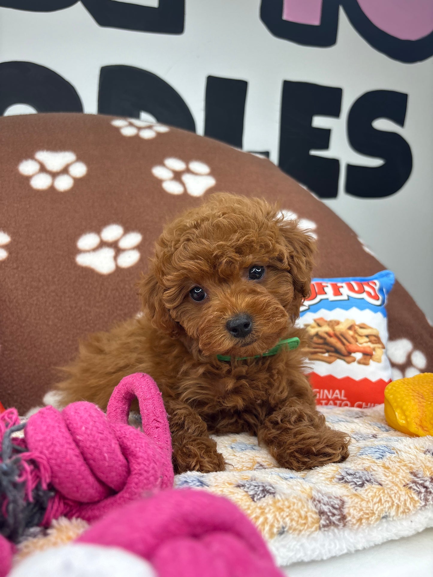 Dark Red Male Toy Poodle 🐩 (Deposit Only‼️Please Read The Description Below‼️)