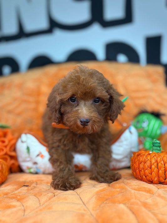 Apricot Male Toy Poodle (Deposit Only ‼️ Please Read DESCRIPTION Below‼️)