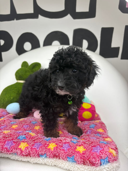 Red Phantom Female Toy Poodle ( Deposit Only, Please Read The DESCRIPTION Below‼️)