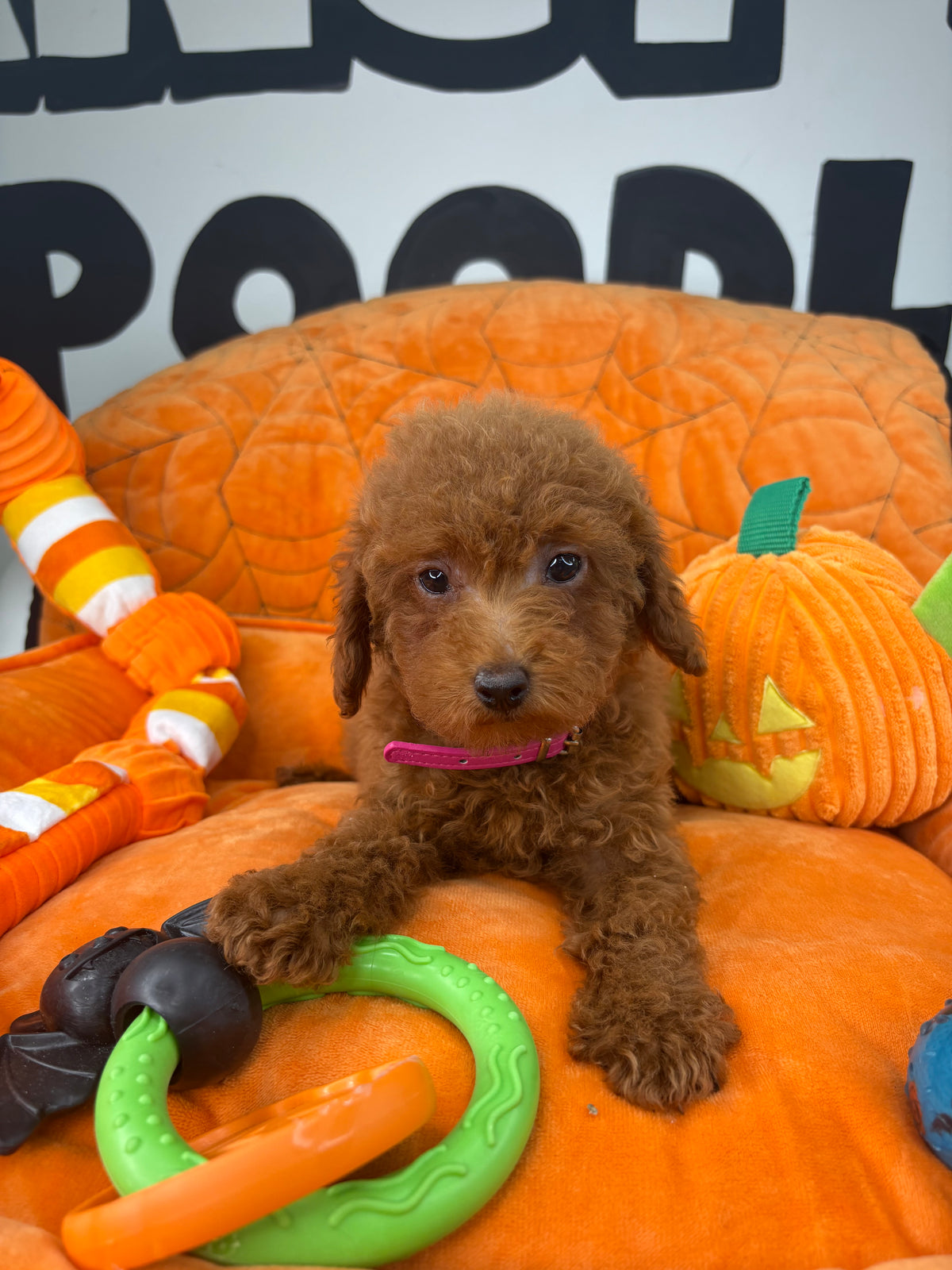 Red Male Toy Poodle 🐩 (Deposit Only‼️Please Read The Description Below‼️)