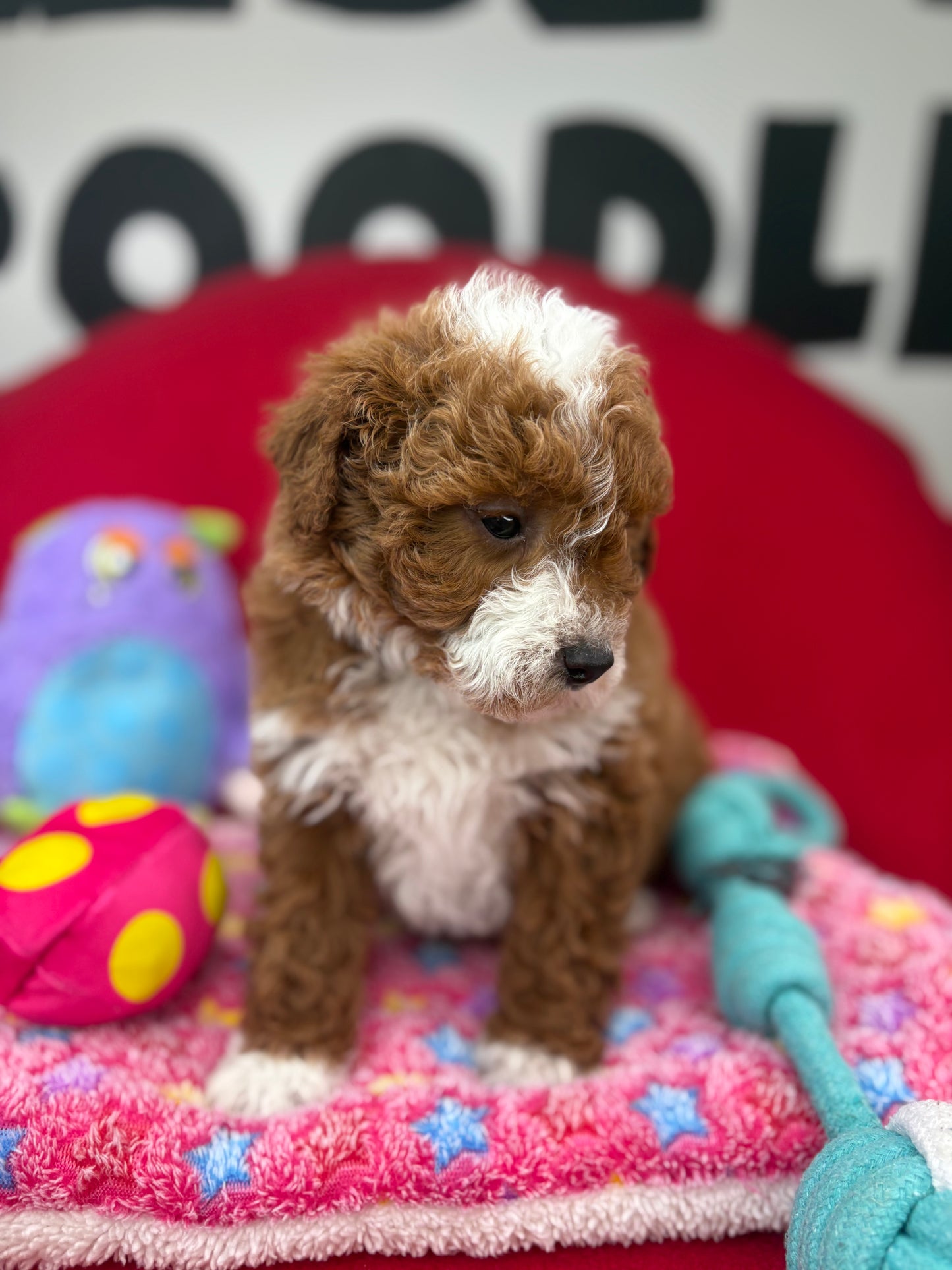 Dark Red And White Male Miniture Poodle (Deposit Only, Please Read The Description Below‼️)