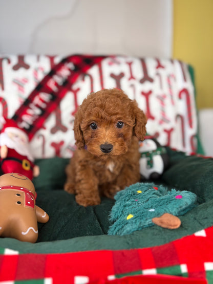Dark Red Female Toy Poodle (Deposit Only‼️Please Read The Description Below‼️)