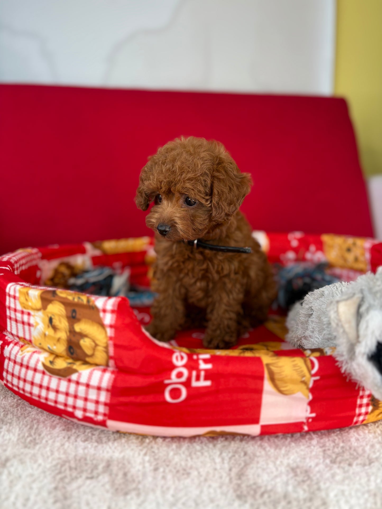 Dark Red Female Teacup Poodle (Deposit Only‼️ Please Red The DESCRIPTION Below‼️)