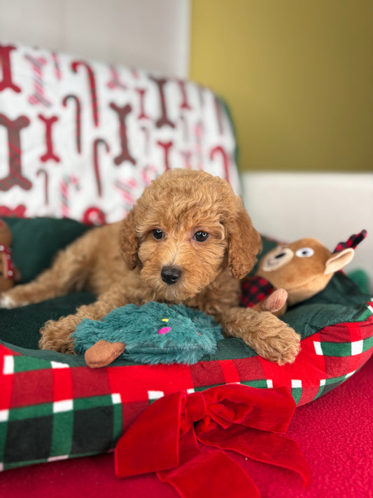 Apricot Female Toy Poodle (Deposit Only‼️Please Read The Description Below‼️)