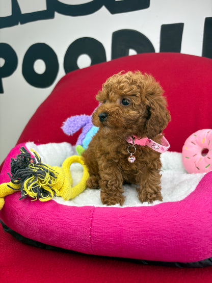Red Male Teacup Poodle (Deposit Only‼️Please Read The Description Below‼️)