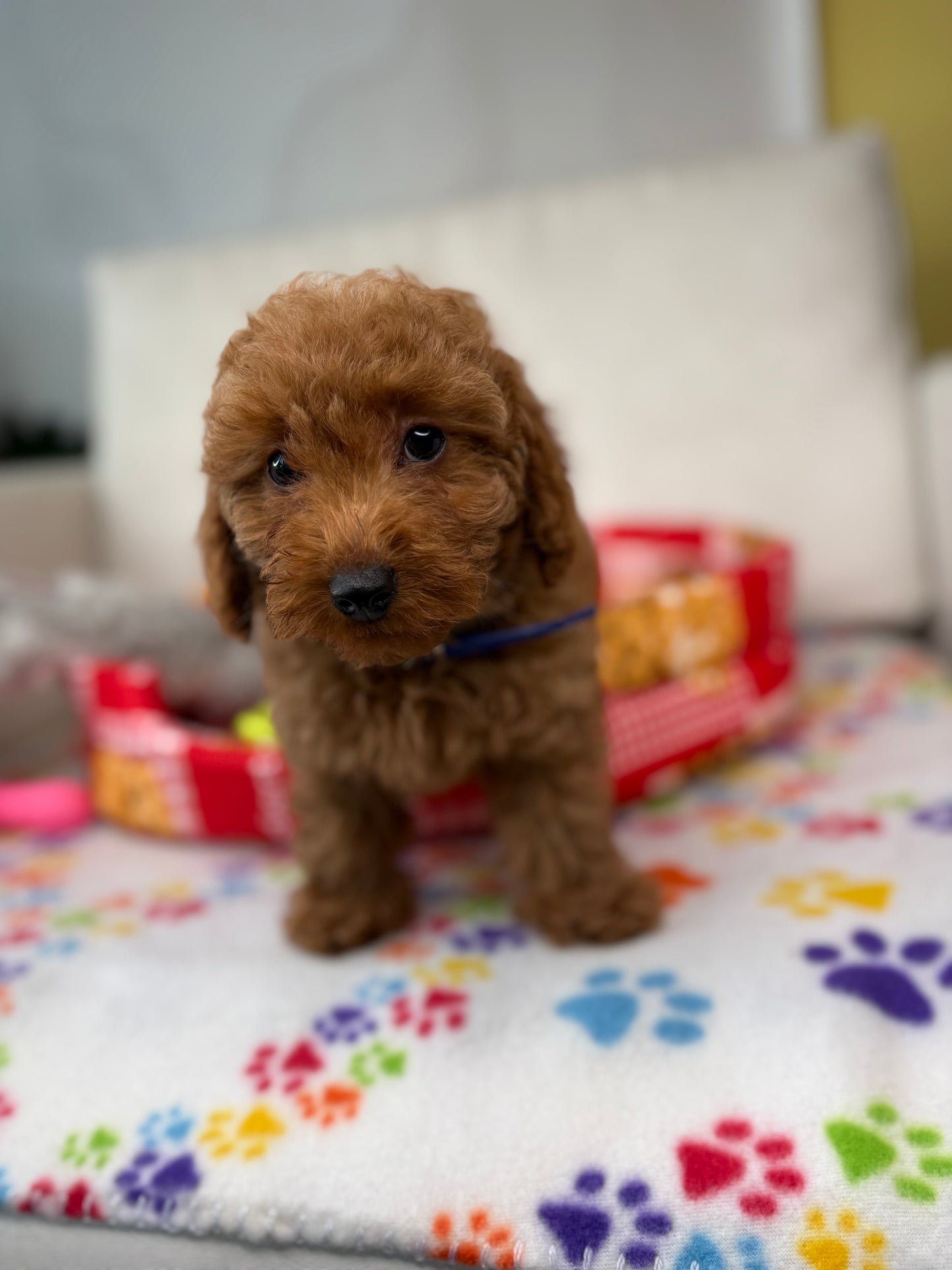 Red Female Toy Poodle 🐩 (Deposit Only ‼️ Please Read The Description Below ‼️)