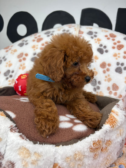 Apricot Male Toy Poodle ( Deposit Only, Please Read The DESCRIPTION Below‼️)