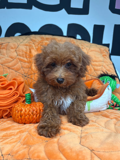 Apricot Female Toy Poodle (Deposit Only‼️ Please Read The DESCRIPTION Below‼️)