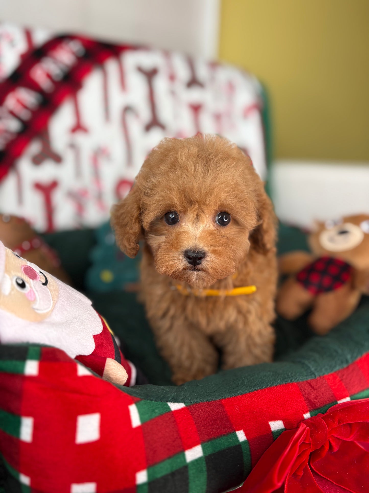 Apricot Female Teacup Poodle ‼️(Deposit Only ‼️ Please Read The Description Below ‼️)