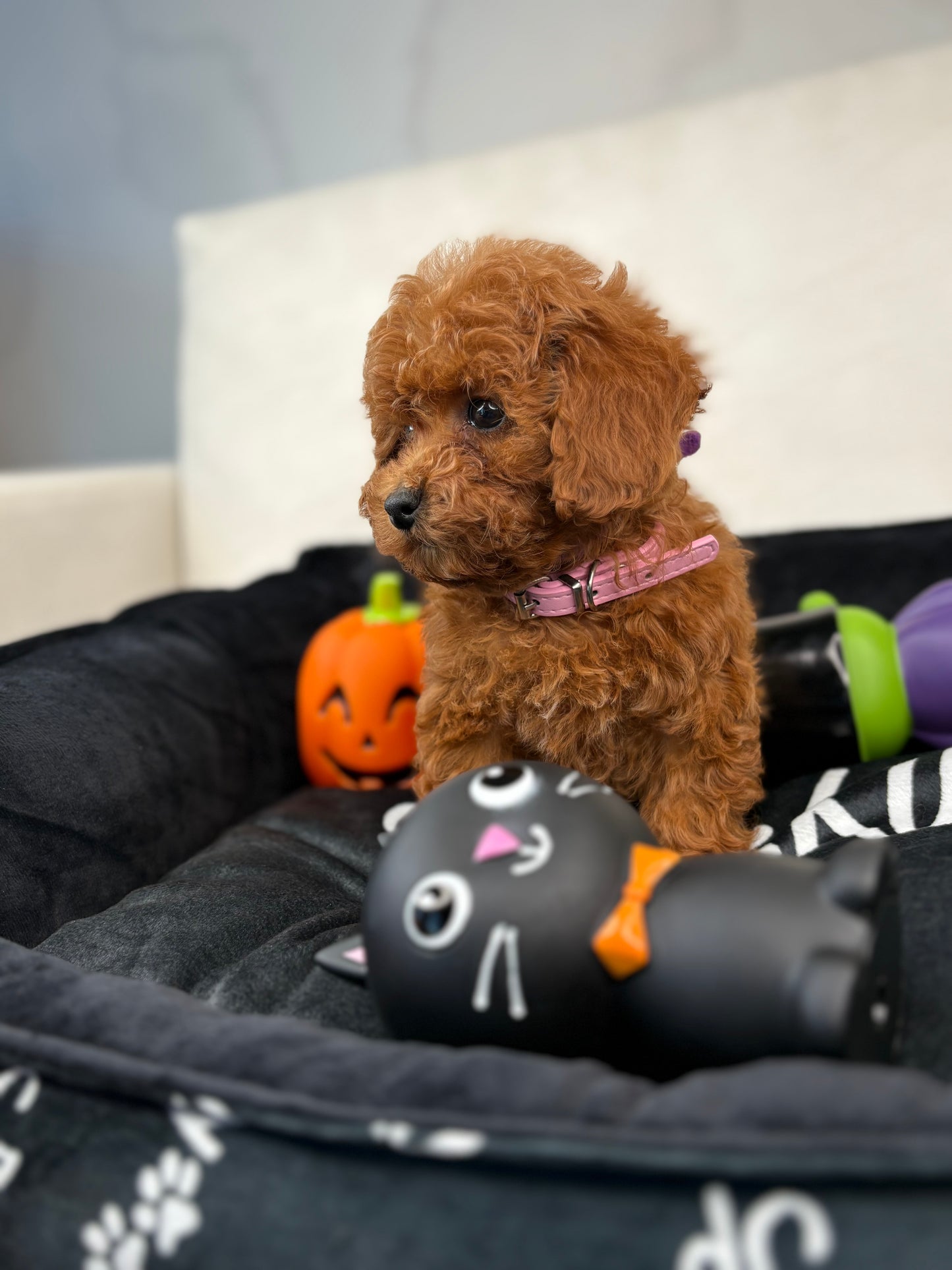 Red Female Teacup Poodle (Deposit Only‼️ Please Read The Description Below‼️)