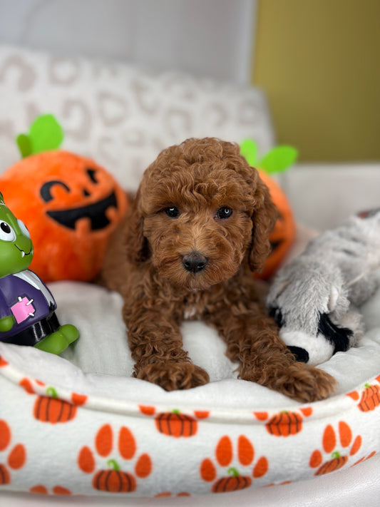 Red Male Toy Poodle ( Deposit Only, Please Read The DESCRIPTION Below‼️)
