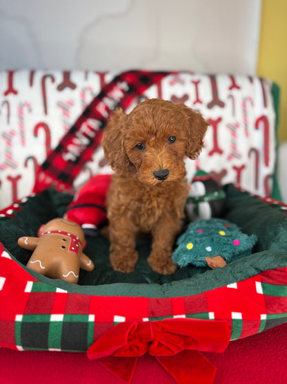 Red Female Toy Poodle 🐩 (Deposit Only‼️Please Read The Description Below‼️)