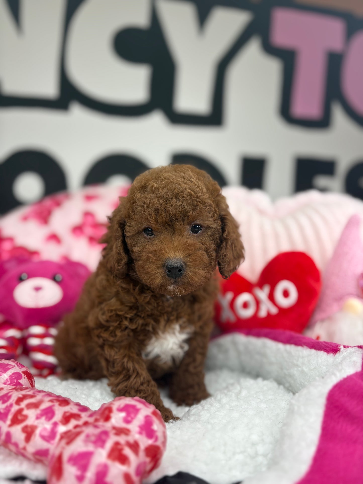 Dark Male Toy Poodle 🐩 (Deposit Only ‼️ Please Read The Description Below ‼️)