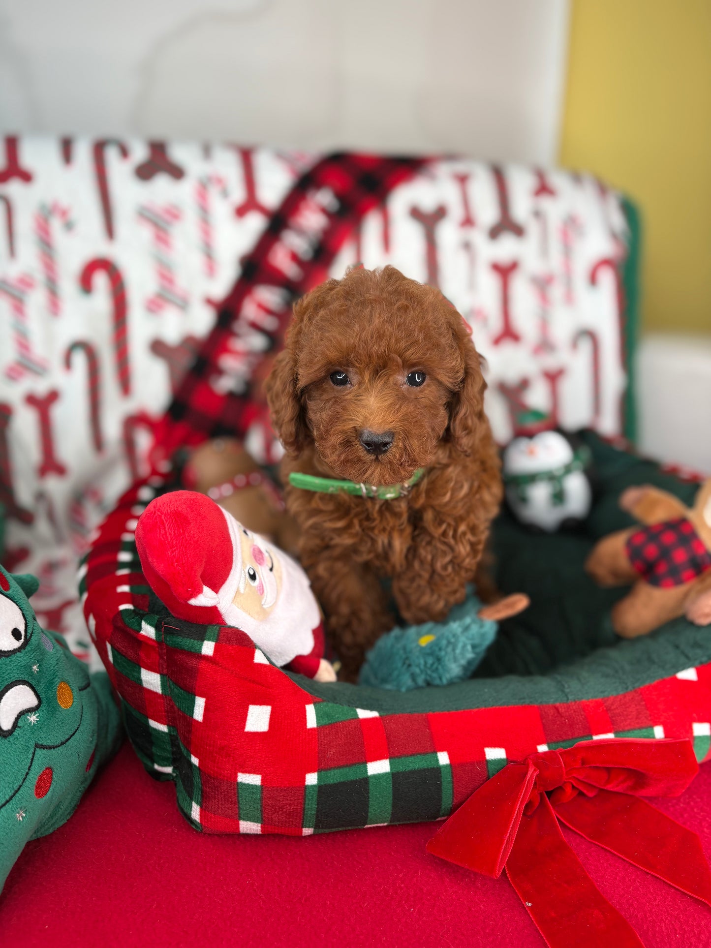 Dark Red Female Toy Poodle ( Deposit Only, Please Read The DESCRIPTION Below‼️)