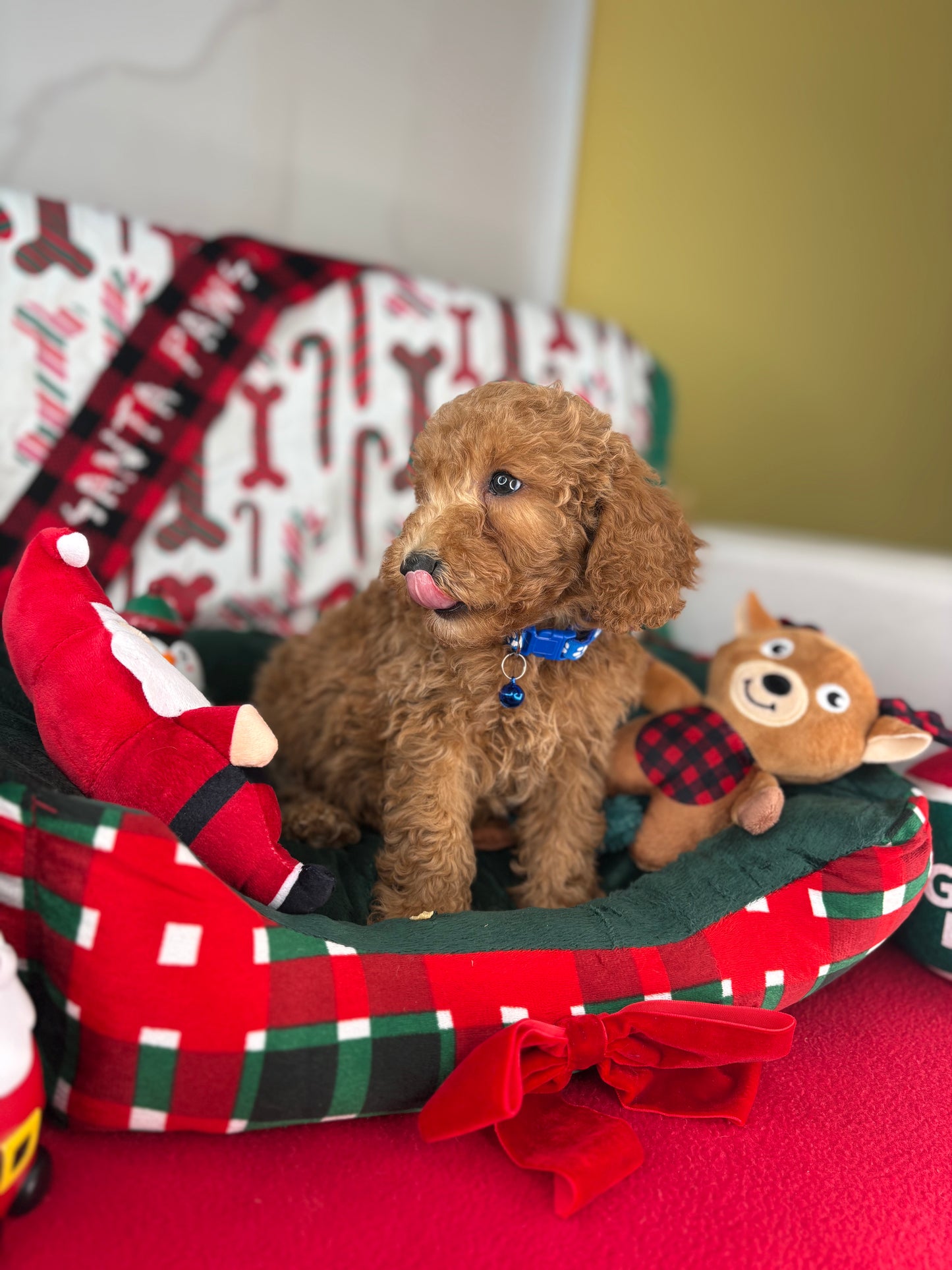 Apricot Male Miniature Poodle (Deposit Only ‼️ Please Read DESCRIPTION Below‼️)