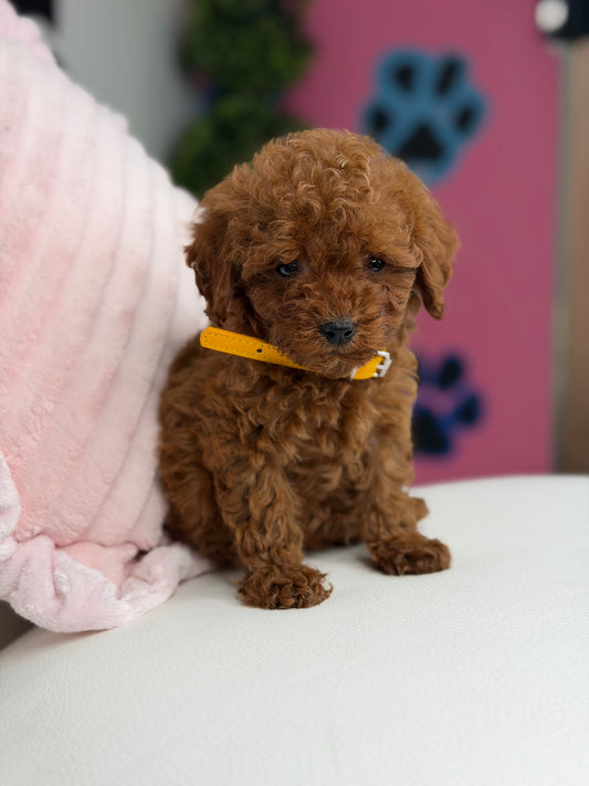 Dark Red Female Teacup Poodle ‼️(Deposit Only ‼️ Please Read The Description Below ‼️)