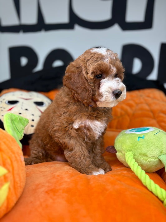 Red And White Female Toy Poodle ( Deposit Only, Please Read The DESCRIPTION Below‼️)