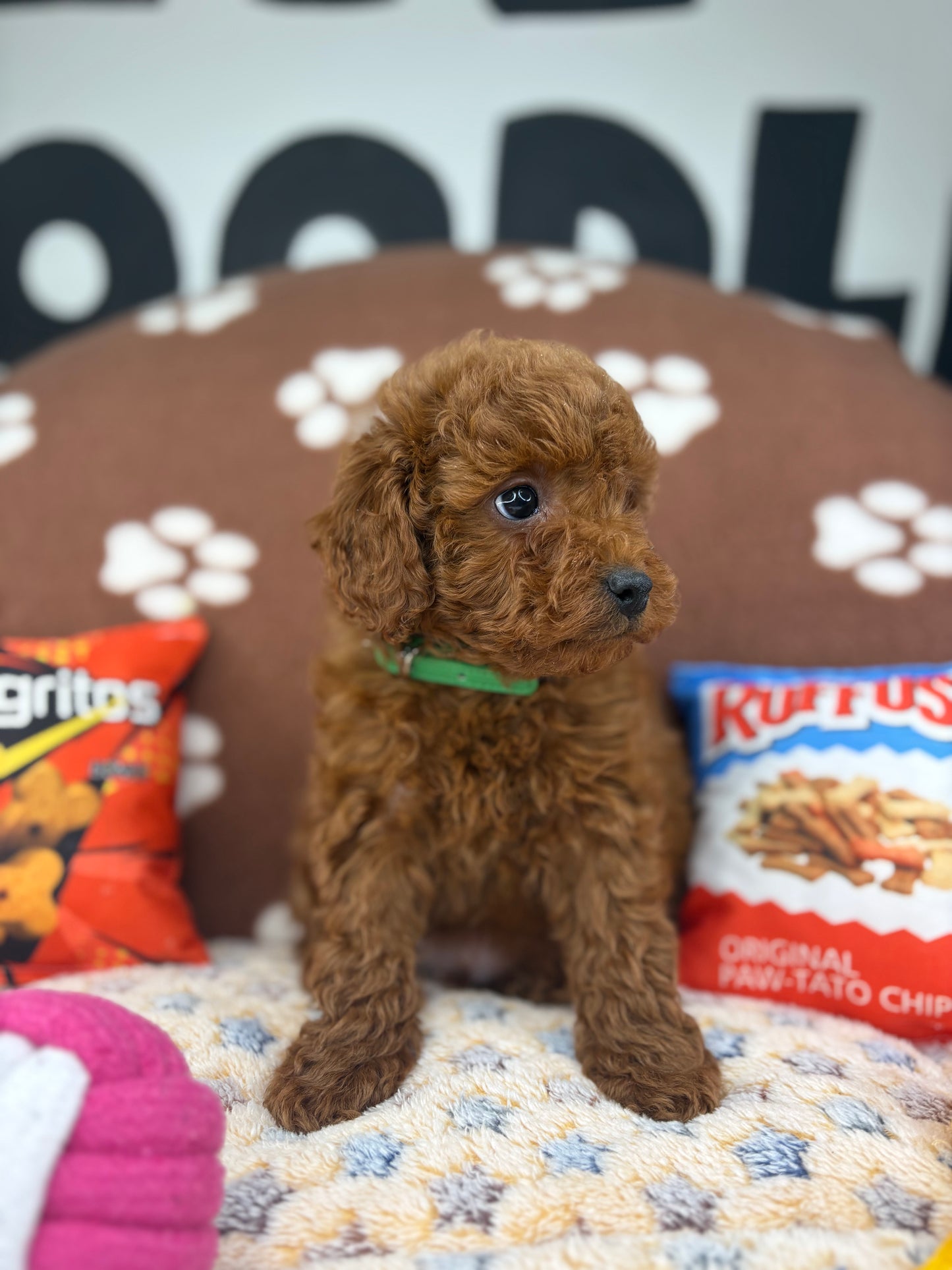 Dark Red Male Toy Poodle (Deposit Only‼️Please Read The Description Below‼️)