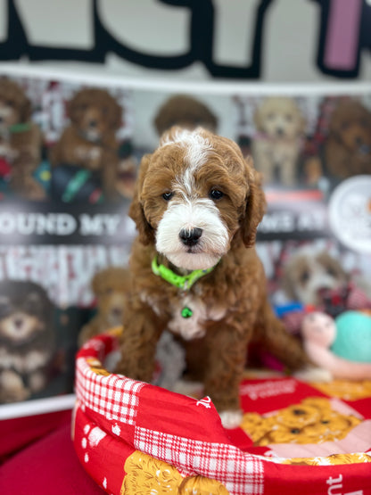 Frosty The Red And White Male Toy Poodle 🐩 (Deposit Only‼️Please Read The Description Below‼️)